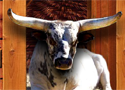 Bucking Bull Racing Game