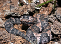 Cottonmouth Jigsaw Games