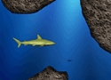 Lost Shark Games