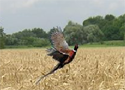 Pheasant Hunting Online Games